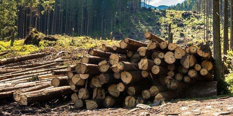 В Україні запускають інтерактивну карту лісових рубок