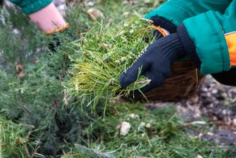 Пункты утилизации новогодних елок будут работать в Киеве до конца января