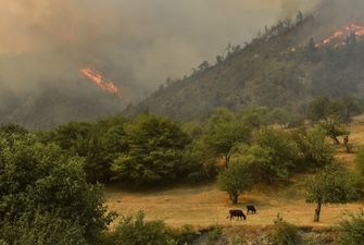На западе Грузии произошел пожар в лесу