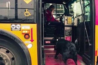 «Сама себя выгуливает»: Собака ежедневно садится в автобус и едет в парк, чтобы погулять