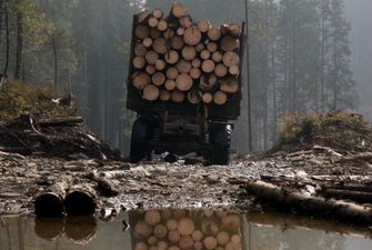 Незаконная вырубка леса в Украине: запретить нельзя разрешить