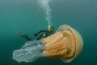 Біля узбережжя Британії виявили гігантську медузу, більшу за людину