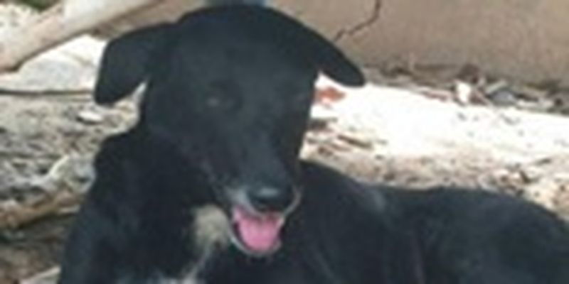 В Таиланде пес-инвалид спас заживо погребенного младенца