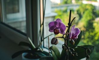 Что приносит орхидея в дом: народные приметы об одном из самых красивых цветков
