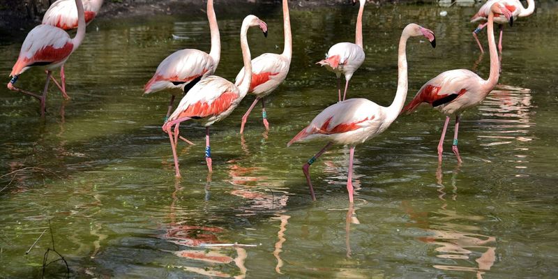 Нові зони комфорту та пляжі: у Київському зоопарку на свої літні озерні угіддя повернулись рожеві фламінго. Фото і відео