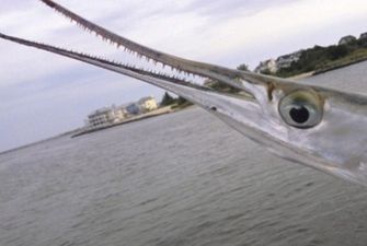 Выпрыгнула из воды: Рыба-игла проткнула шею 16-летнему подростку