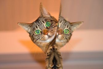 Прыгала у зеркала и убегала: в Таиланде кошка испугалась своего отражения и покорила Сеть