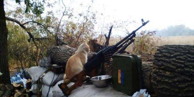 Як українські бійці уживаються з котами в окопах
