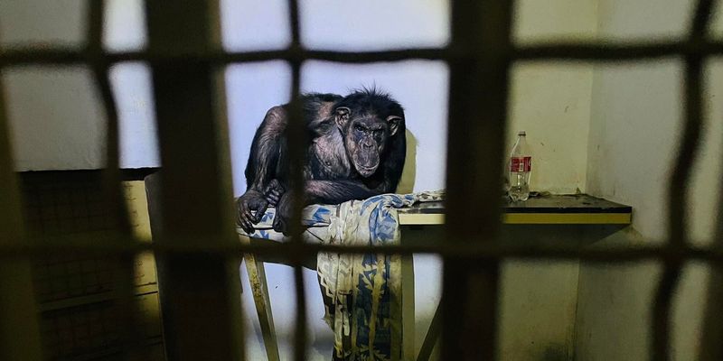 В зоопарке под Киевом животные гибнут от холода и голода