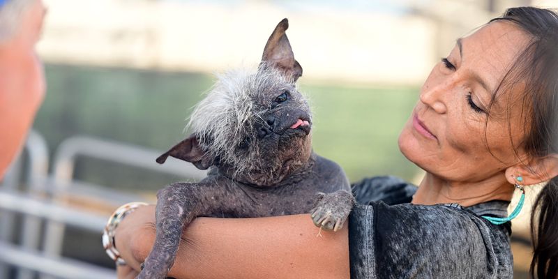 Мистер Счастливое Лицо: как выглядит самая уродливая собака 2022 года