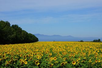 Площі посівів соняшнику в Україні можуть досягти нових максимумів