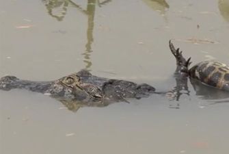 Переломала шею: схватка крокодила и огромной анаконды взорвала Сеть