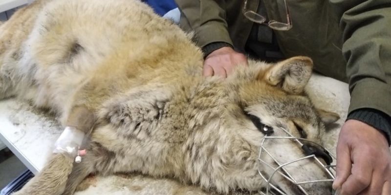 В Галицком природном парке заболела волчица Петра