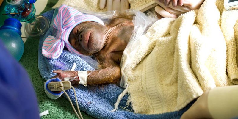 Все как у людей: редкий борнейский орангутанг родила с кесаревым сечением