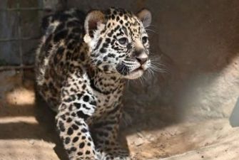 Животных из зоопарка под Харьковом вывозят в Днепр, Киев и Житомир