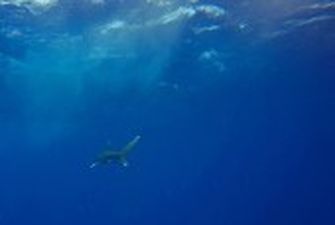 Друга жінка загинула внаслідок нападу акули в Червоному морі