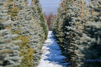В Житомире утилизированные новогодние елки будут использовать для обогрева теплиц