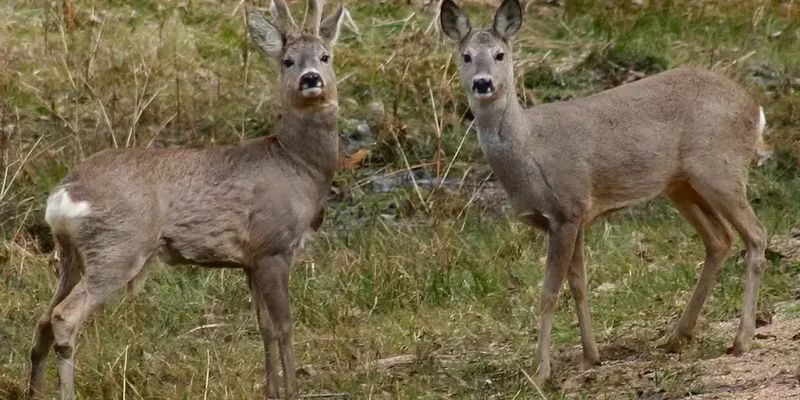 На Прикарпатье браконьеры убили пять косуль