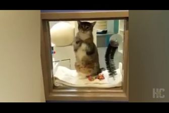 Выпускал на волю животных из приюта: свободолюбивого кота посадили в одиночную камеру