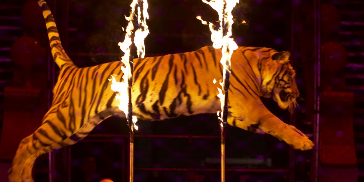 Запрет животных в цирке. Животные в цирке. Тигр в цирке. Цирк с дикими животными.
