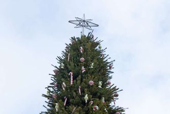 На Софийской площади появилась новогодняя елка: как выглядит зеленая красавица