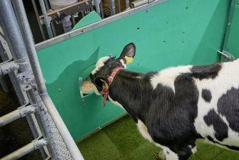 В Германии коров научили пользоваться туалетом: ученые верят, что это поможет климату