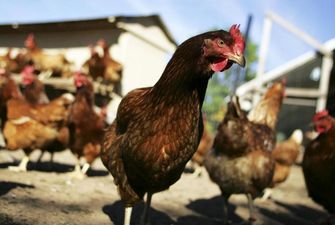 Спалах пташиного грипу на Вінниччині: утилізують 100 тисяч курей