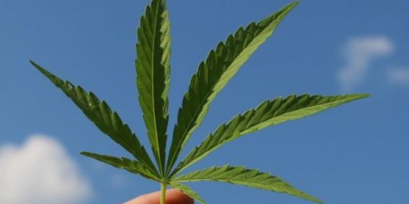 Обнаружено еще одно полезное свойство марихуаны