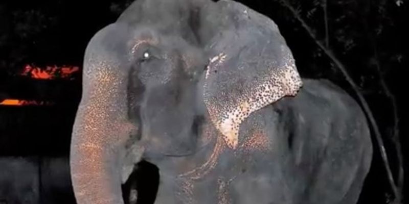 Слон плакал от радости, когда понял, что его освободили после 50 лет заточения