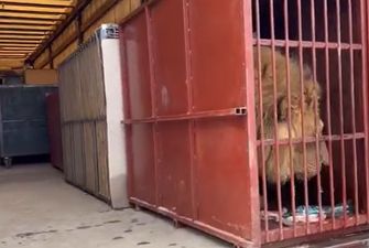 "Процесс пошел": в Сети показали эвакуацию львов и тигров из экопарка под Харьковом