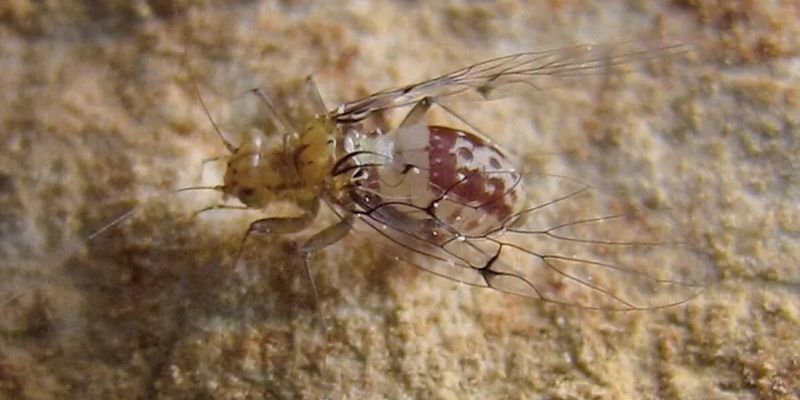 Перевернутый мир. Ученые поняли почему самки насекомых поменялись половыми органами с самцами