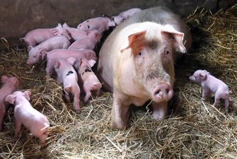 Гончарук обещает отдать частникам государственные свинофермы