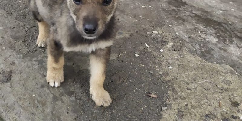 "Имеют право на жизнь": полицейские показали, как спасают собак в Донецкой области