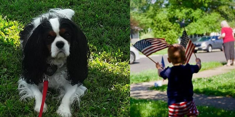 Необычные выборы: в США собаку избрали почетным мэром города после козла