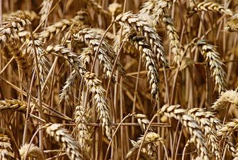 Новини компаній: У 2018 «Астарта» зібрала рекордний врожай зернових