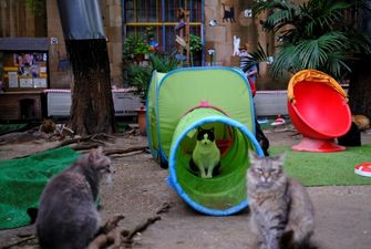 Питомцы умерших от коронавируса: в Испании для бездомных кошек открыли приют
