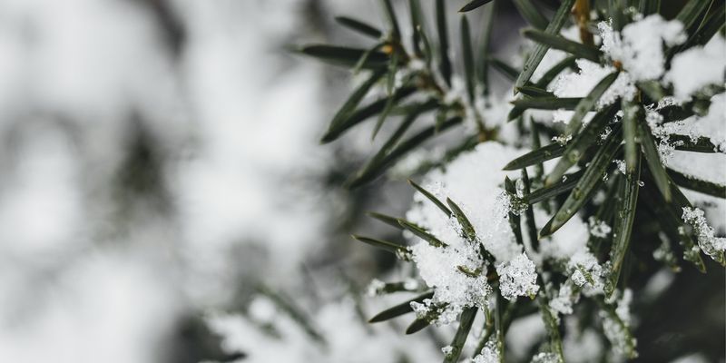 Зима вернулась: на Западе Украины неожиданно выпал снег