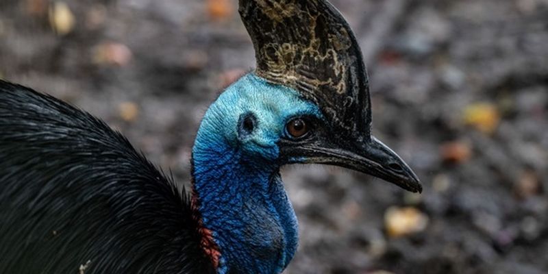 Ученые назвали первую одомашненную птицу