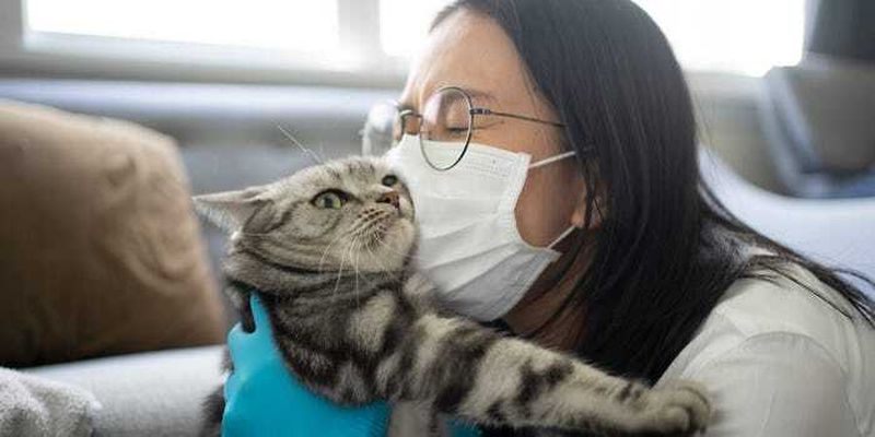 Может ли кот заболеть Covid-19 и передавать вирус - объяснение эксперта