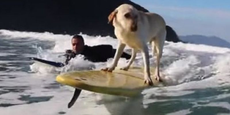 Собака полюбила серфинг и мастерски «ловит волну»