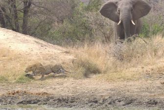Слон спас антилопу от нападения леопарда