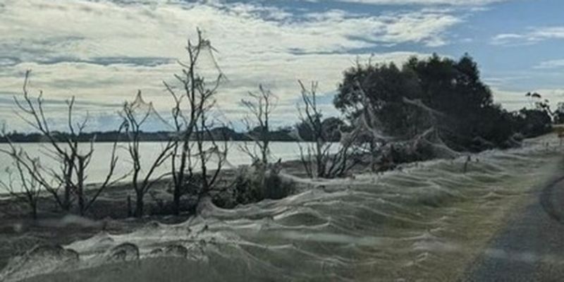 В Австралии миллионы пауков сплели километры паутины: и видео