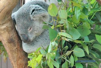 Австралийские коалы вымирают из-за жары и уничтожения лесов