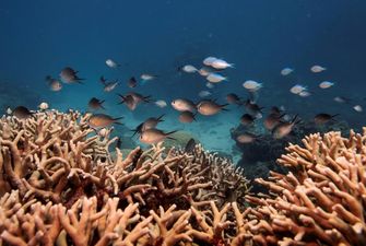 ЮНЕСКО заявила об угрозе существования Большого Барьерного рифа