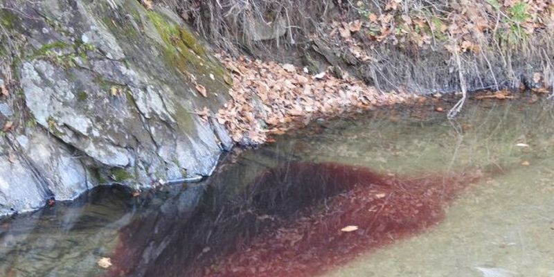 Тисячі вбитих свиней і річка крові: жахливі наслідки боротьби з чумою в Південній Кореї