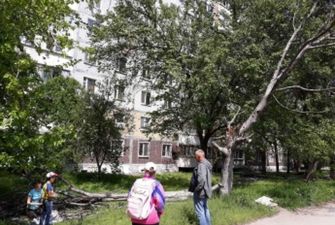 В Запорожье старое дерево рухнуло на женщину с ребенком