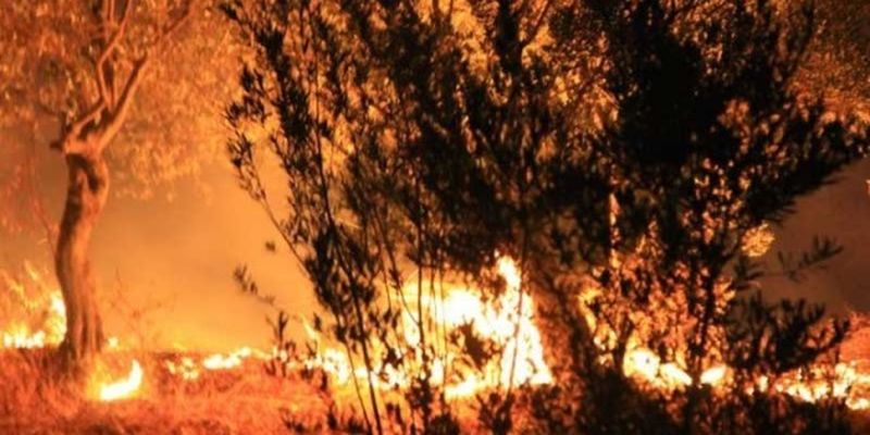 В Турции горит лес: на тушении задействованы вертолеты и 20 пожарных