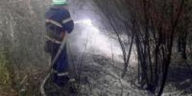 В Днепропетровской области произошел лесной пожар