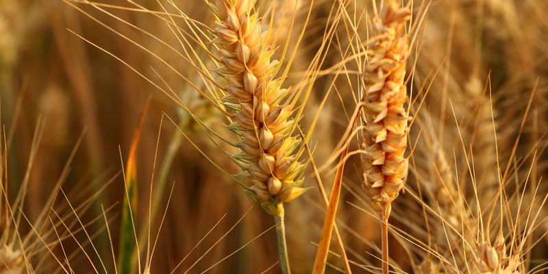 З України експортували 12,8 млн тонн пшениці