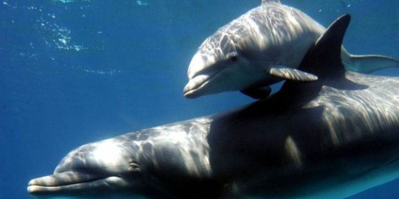 В Австралии погибли 380 дельфинов, выбросившихся на берег